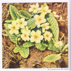 Primroses, Nature in Britain published by Collins